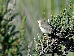 Willow Warbler