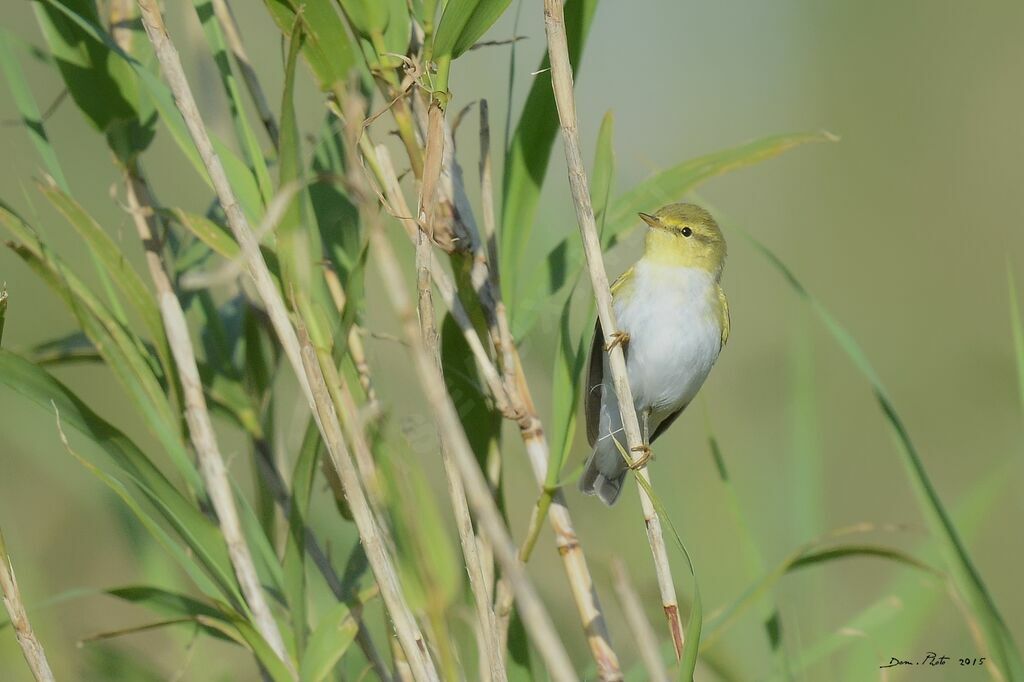 Wood Warbler