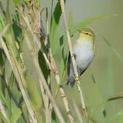 Wood Warbler