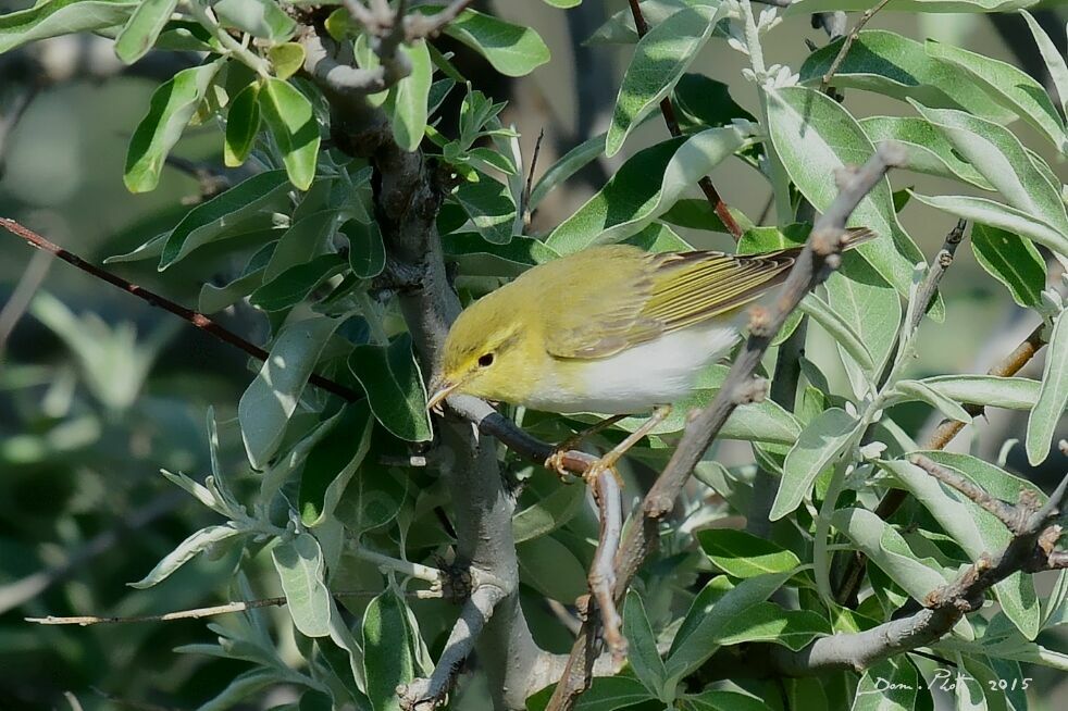 Wood Warbler