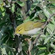 Wood Warbler