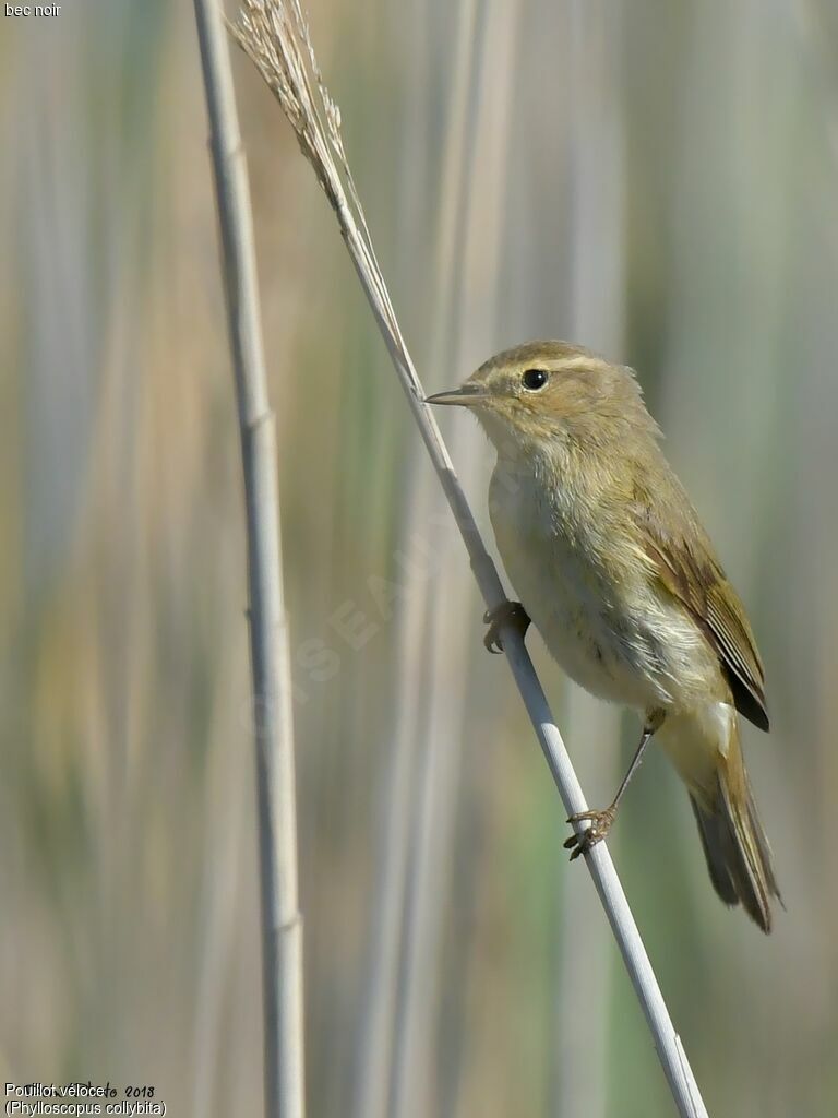 Common Chiffchaff