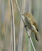 Common Chiffchaff