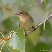 Common Chiffchaff