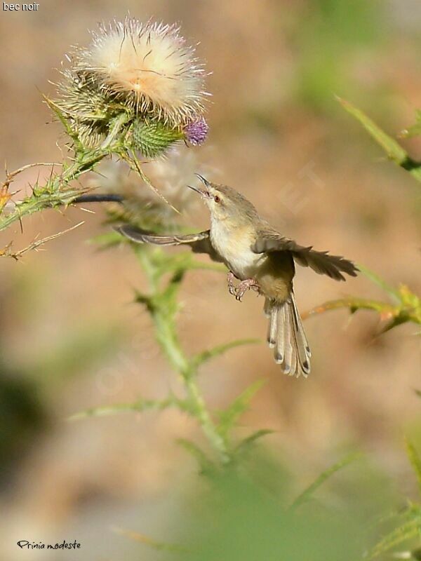 Prinia modeste