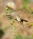 Prinia modeste