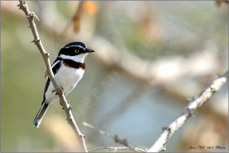 Western Black-headed Batis