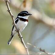 Western Black-headed Batis