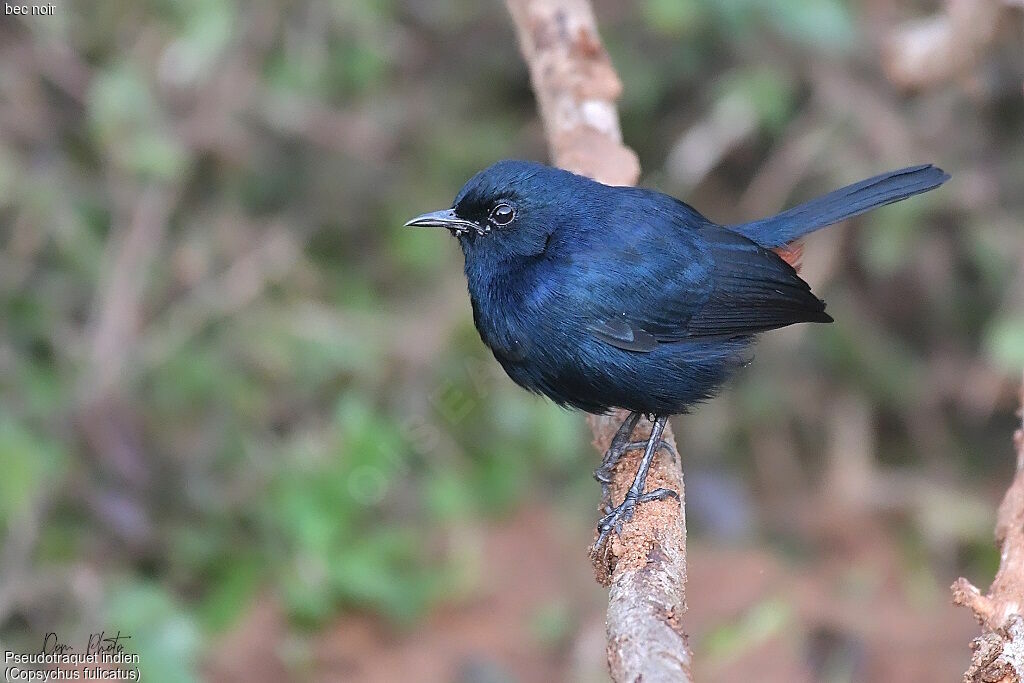 Indian Robin