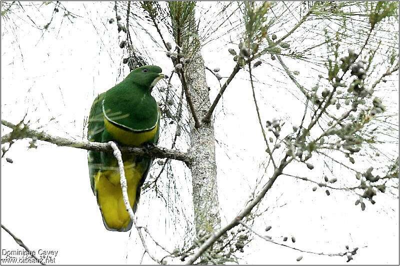 Cloven-feathered Dove