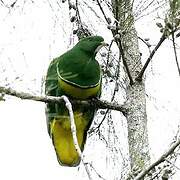 Cloven-feathered Dove