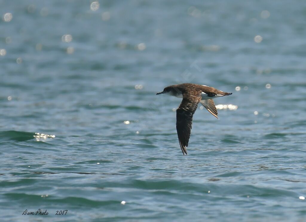 Hutton's Shearwater