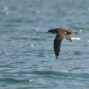 Hutton's Shearwater