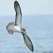 Scopoli's Shearwater