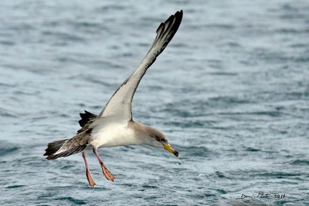 Scopoli's Shearwater