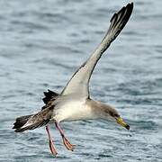 Scopoli's Shearwater