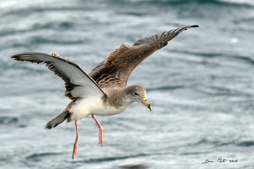 Puffin de Scopoli