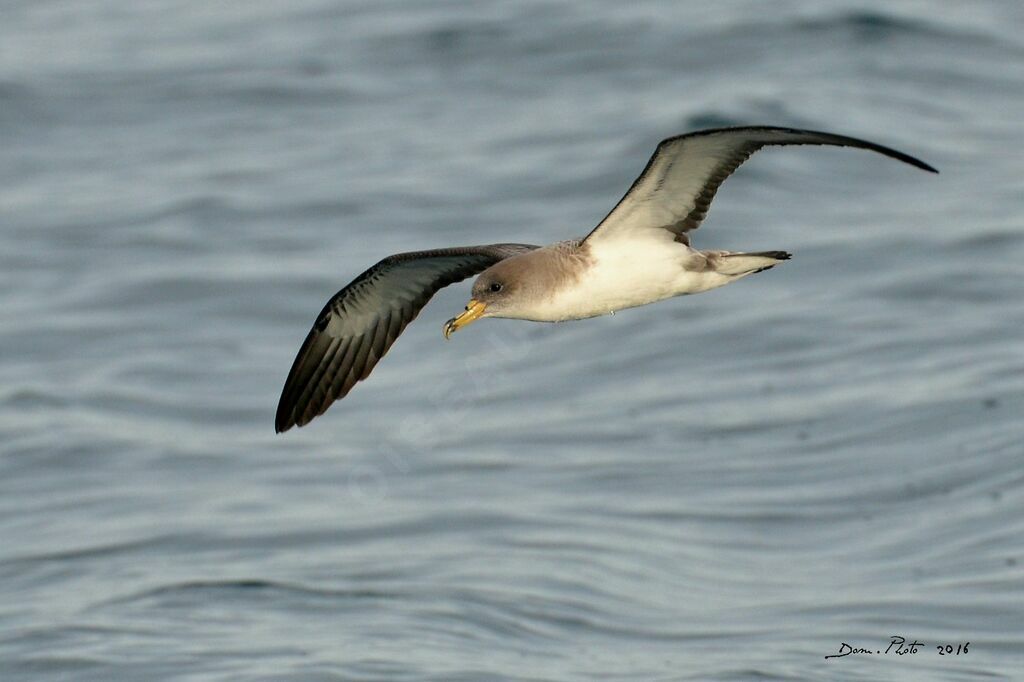 Scopoli's Shearwater