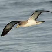 Scopoli's Shearwater