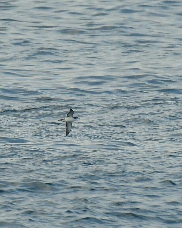 Manx Shearwater