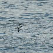 Manx Shearwater