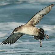 Balearic Shearwater