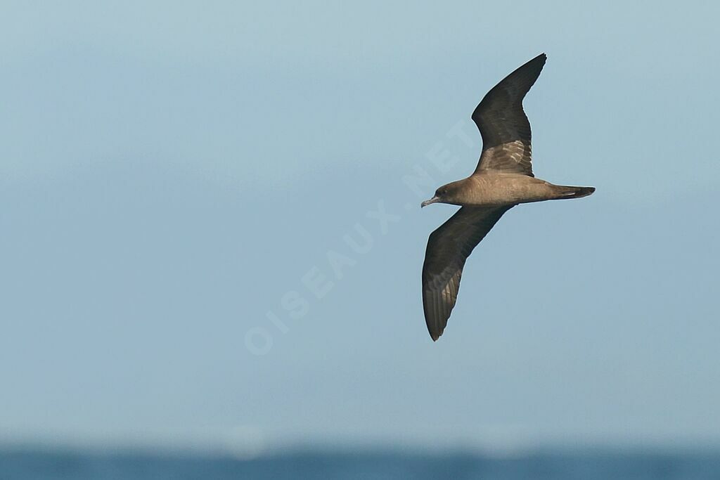 Wedge-tailed Shearwater