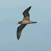 Wedge-tailed Shearwater