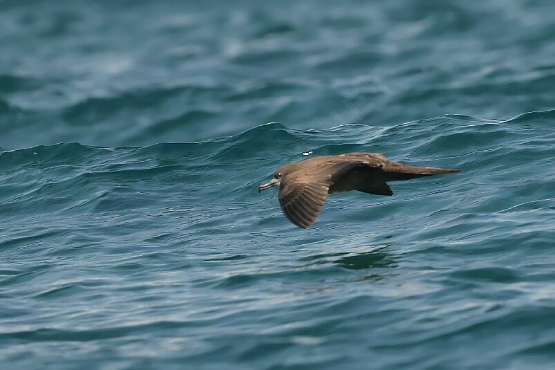 Wedge-tailed Shearwater