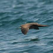 Wedge-tailed Shearwater