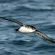 Puffin yelkouan