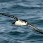 Puffin yelkouan