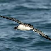 Yelkouan Shearwater