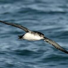 Puffin yelkouan