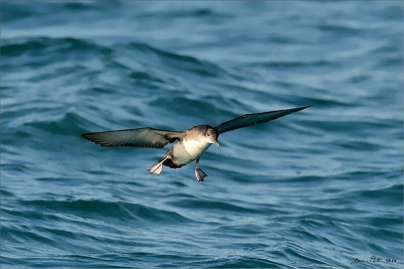 Puffin yelkouan