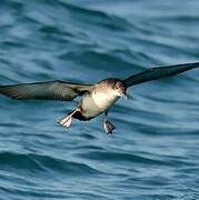 Yelkouan Shearwater