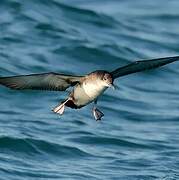 Yelkouan Shearwater