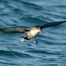 Puffin yelkouan