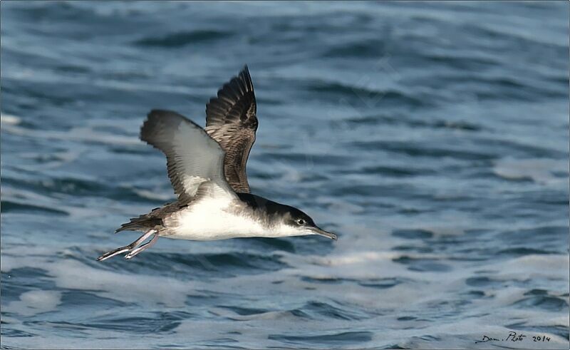 Yelkouan Shearwater