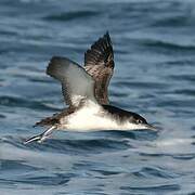 Yelkouan Shearwater