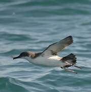 Yelkouan Shearwater