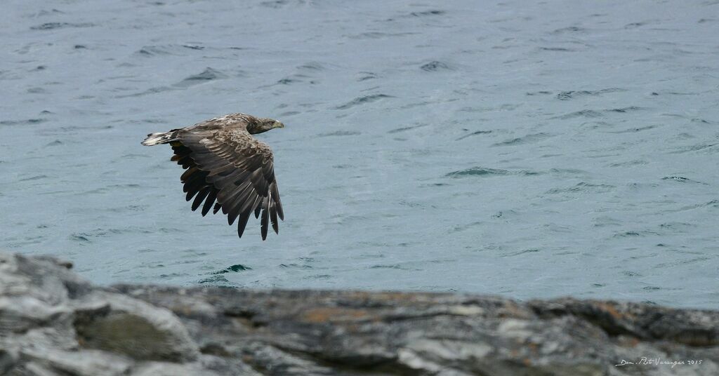 White-tailed Eagle