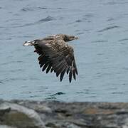 White-tailed Eagle