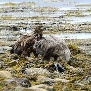 White-tailed Eagle