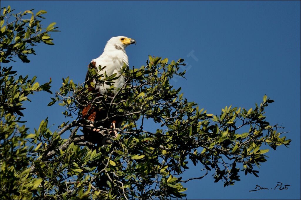 African Fish Eagle