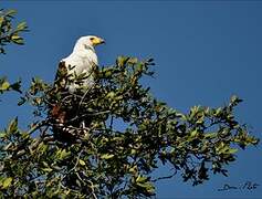 African Fish Eagle