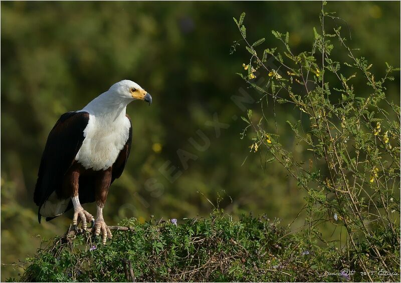 African Fish Eagle