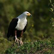 African Fish Eagle