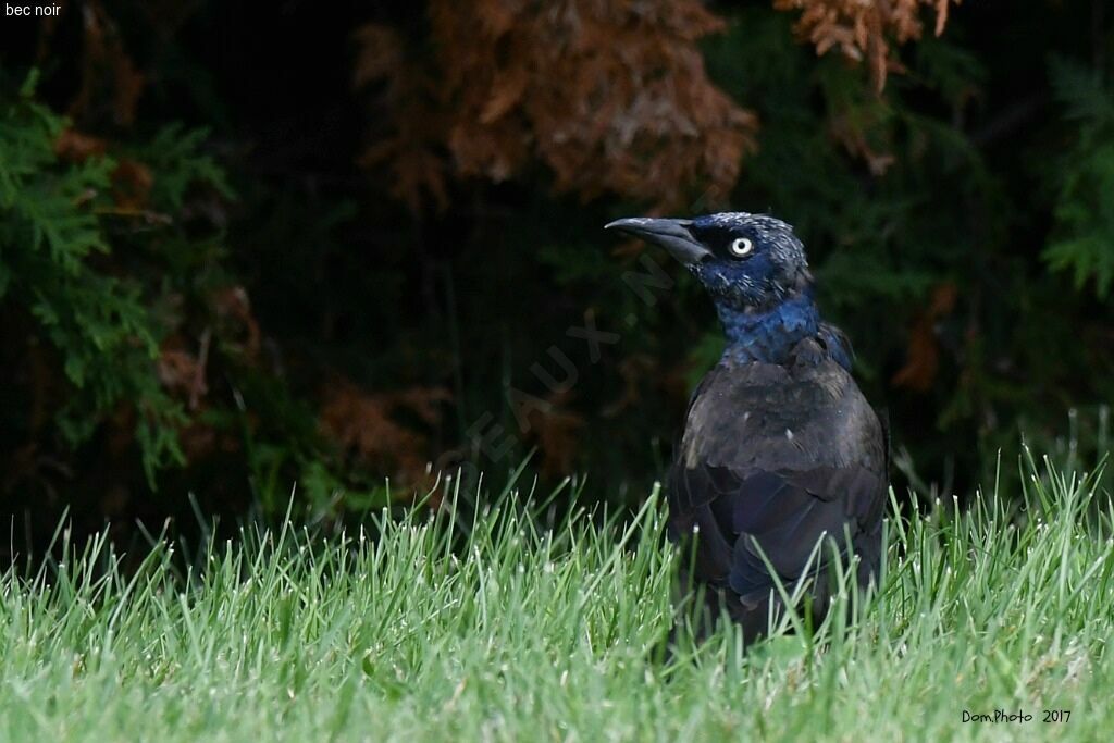 Common Grackle