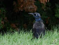 Common Grackle